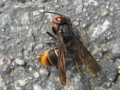 Vespa velutina nigrithorax