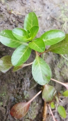Ludwigia peploides montevidensis