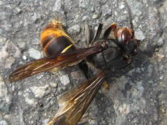 Vespa velutina nigrithorax