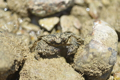 Pilumnus vespertilio