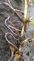 Ludwigia peploides montevidensis