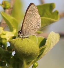 Pseudonacaduba sichela