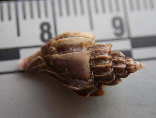 Boreotrophon multicostatus observed 2020-05-10