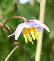 Dianella longifolia longifolia
