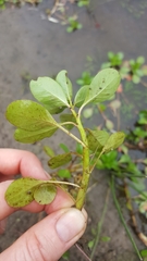 Ludwigia peploides montevidensis