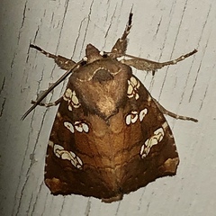 Papaipema marginidens