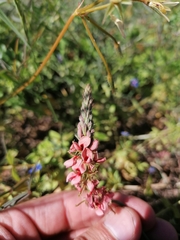 Indigofera psoraloides