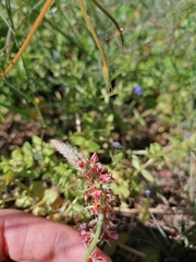 Indigofera psoraloides