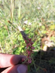 Indigofera psoraloides