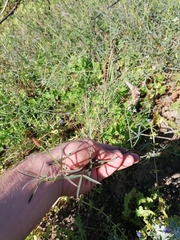 Indigofera psoraloides