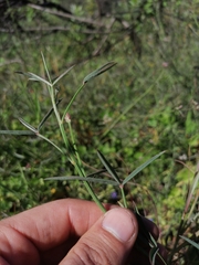 Indigofera psoraloides