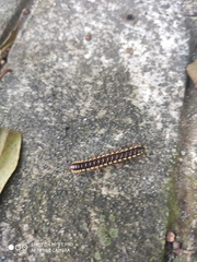 Asiomorpha coarctata