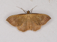 Chrysolarentia microcyma