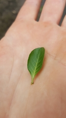 Ludwigia peploides montevidensis