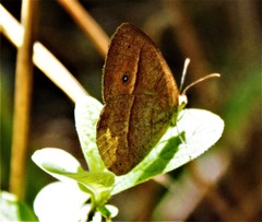 Brakefieldia perspicua