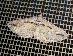 Chrysolarentia plagiocausta