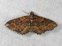 Chrysolarentia plesia