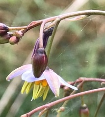 Dianella longifolia longifolia