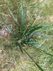 Dianella longifolia longifolia