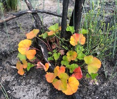 Pelargonium littorale
