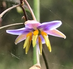 Dianella longifolia longifolia