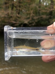 Notropis procne