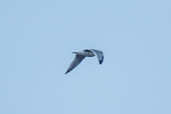 Larus argentatus × glaucescens