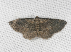 Chrysolarentia squamulata