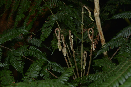 Leptopteris wilkesiana observed 2020-10-17