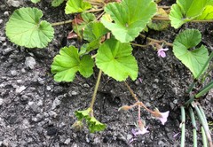 Pelargonium littorale