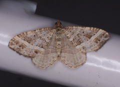 Chrysolarentia subrectaria