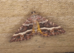 Chrysolarentia vicissata