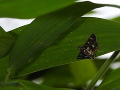 Bocchoris inspersalis