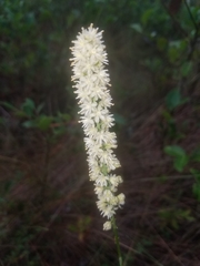 Triantha racemosa
