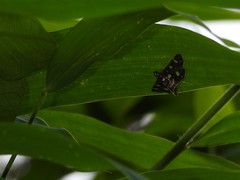 Bocchoris inspersalis