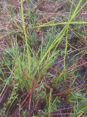 Pleea tenuifolia