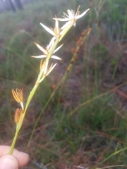 Pleea tenuifolia
