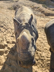 Rhinocerotidae