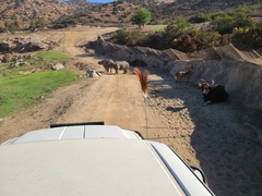 Rhinocerotidae