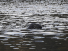 Halichoerus grypus grypus