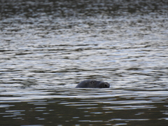 Halichoerus grypus grypus