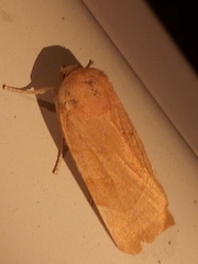 Noctua fimbriata