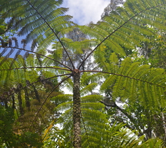 Sphaeropteris novae-caledoniae