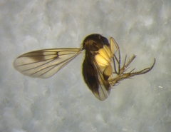 Mycetophila nitens