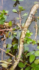 Ludwigia peploides montevidensis