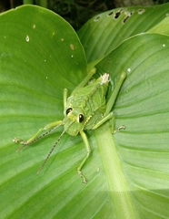 Cibotopteryx