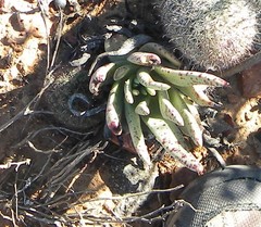 Dudleya cultrata