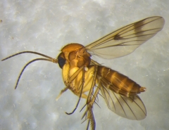 Mycetophila vulgaris