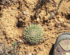 Mammillaria brandegeei