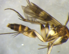 Mycetophila submarshalli